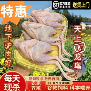 老鹧鸪鸟飞龙新鲜现杀散养鸟肉呱呱鸡非竹鸡斑鸠东北特产顺丰包邮