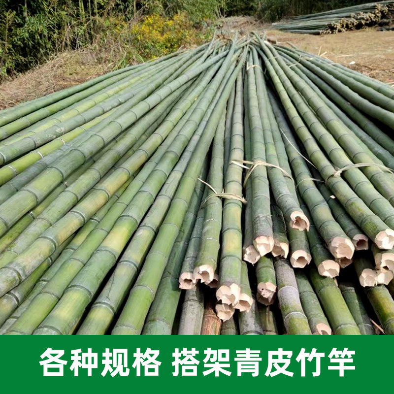 新鲜天然绿色青竹菜架竹竹杆毛竹楠竹6789米高压线防护建筑搭架竹