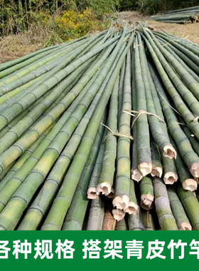 新鲜天然绿色青竹菜架竹竹杆毛竹楠竹6789米高压线防护建筑搭架竹