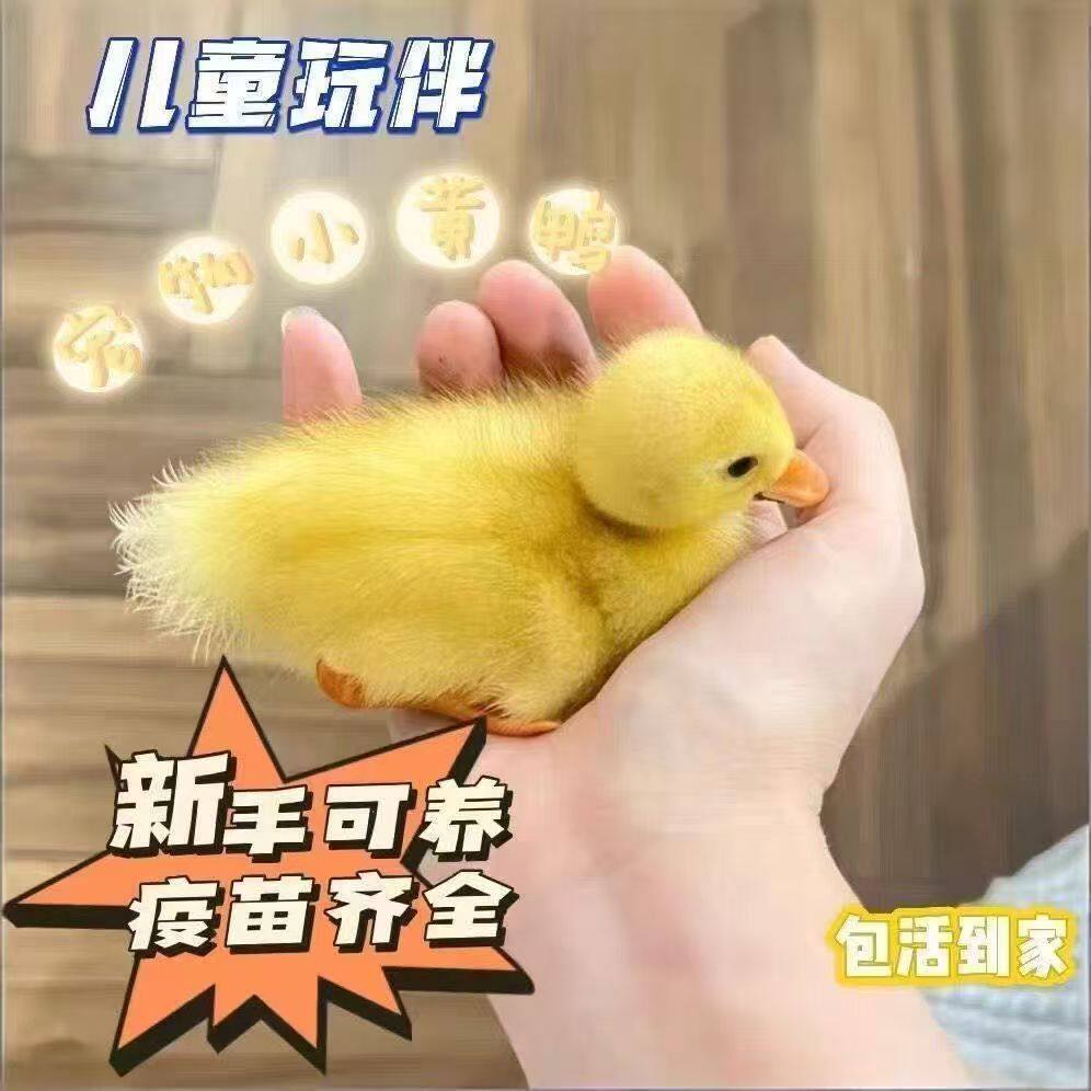 网红鸭活苗小黄鸭可达鸭科尔鸭图片