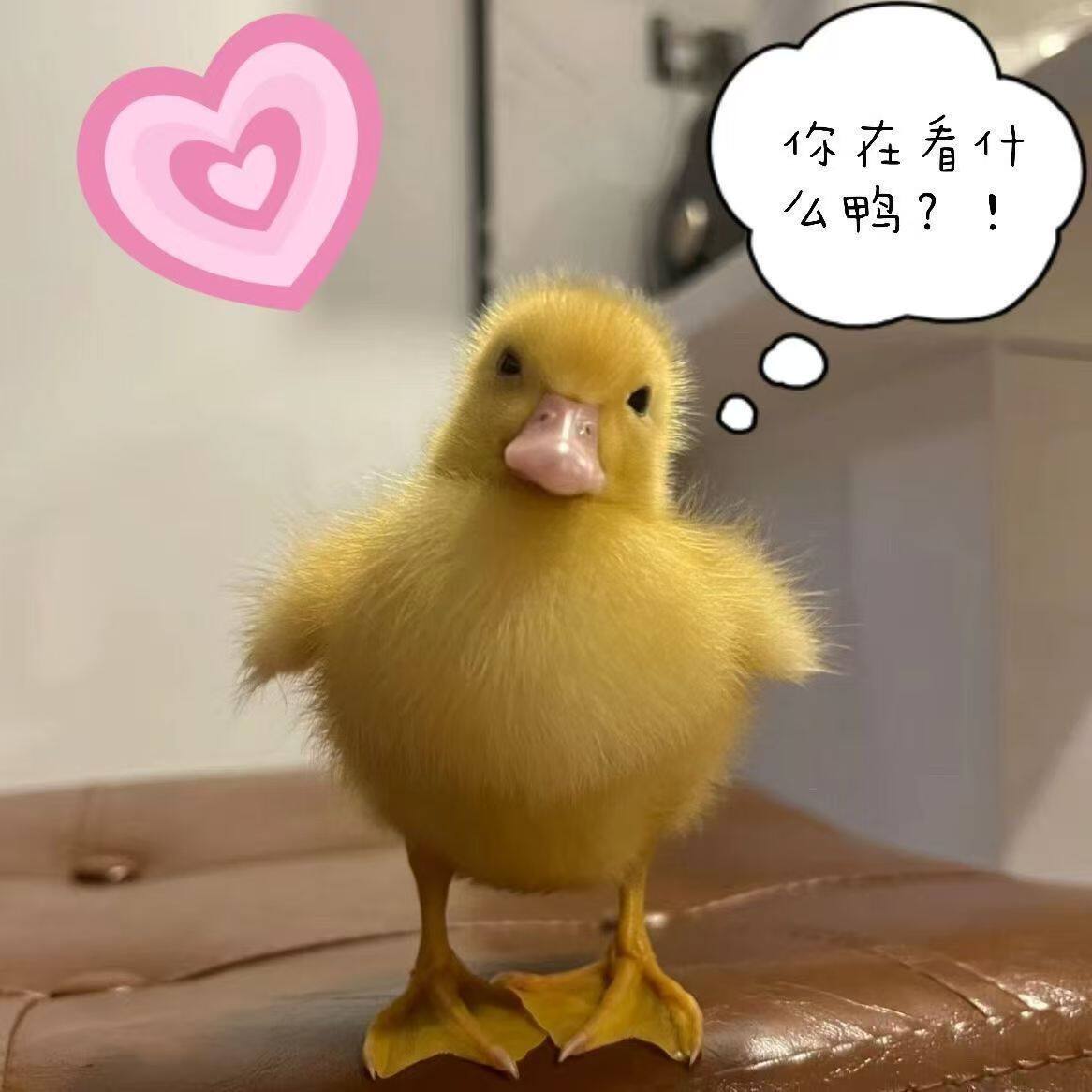 网红鸭柯尔鸭小黄鸭宠物鸭柯达鸭