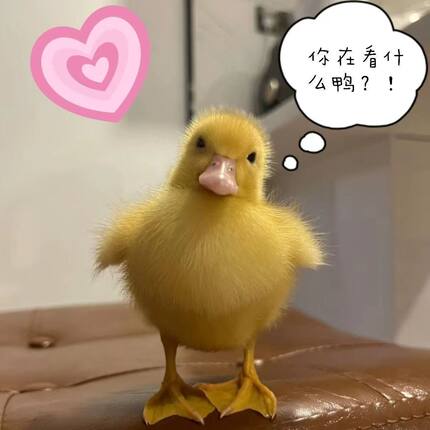 网红鸭观赏鸭幼崽柯达鸭活宠物小黄鸭活体幼崽儿童玩伴柯尔鸭粘人