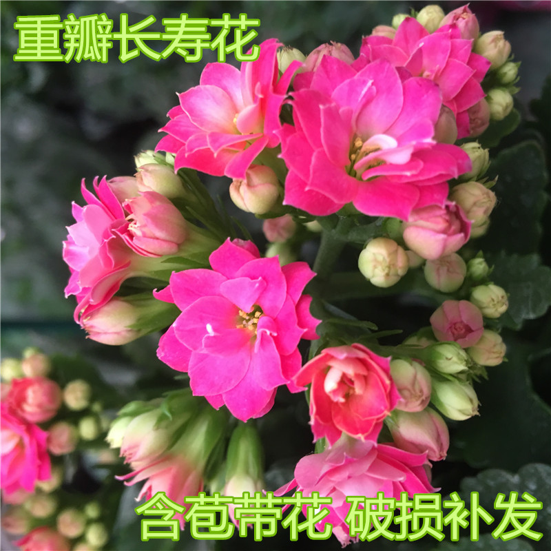 重瓣长寿花小巴黎开花盆栽懒人自吸水观花植物教师节母亲节花卉