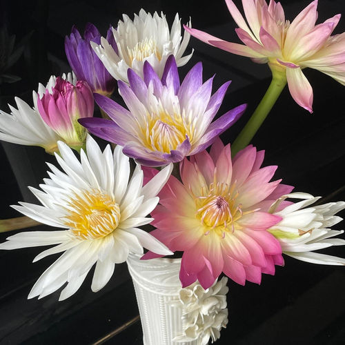 睡莲鲜花广州基地现采现发供佛莲花带花苞水培鲜花室内插花