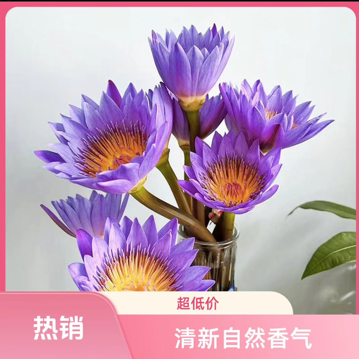 紫色睡莲鲜花带花苞花束室内插花水养莲花广州鲜花基地直发鲜切花
