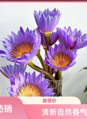 紫色睡莲鲜花带花苞花束室内插花水养莲花广州鲜花基地直发鲜切花