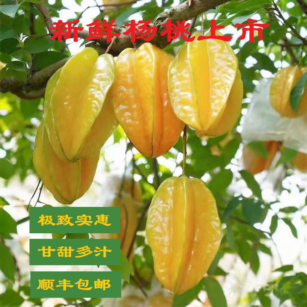 福建漳州新鲜杨桃果园直供包邮图片