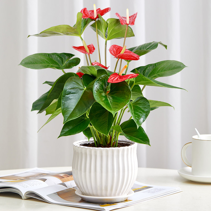 红掌白掌盆栽植物室内花卉好养水培一帆风顺大盆水养四季常青绿植