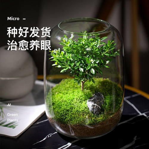 好养生态瓶摆件盆景苔藓