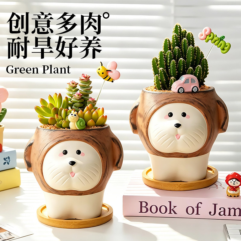 多肉可爱稀奇古怪的植物创意礼物图片
