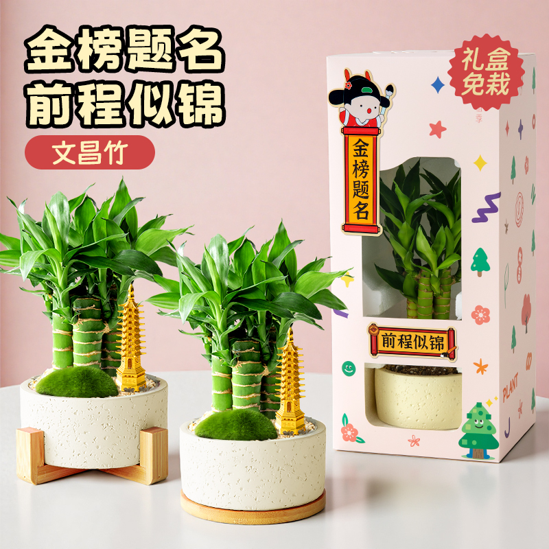 植季文昌竹金榜题名书桌植物送礼