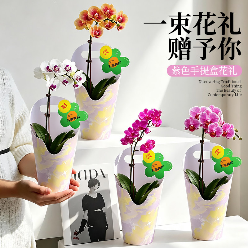 植季蝴蝶兰盆栽生日礼物图片