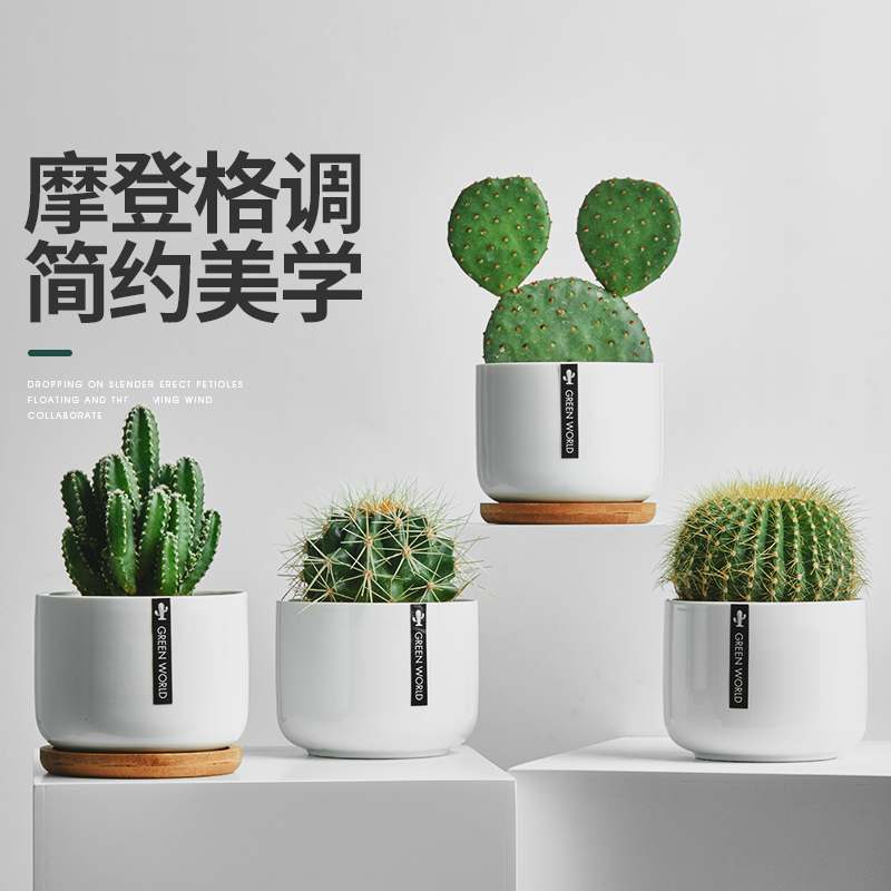 仙人球盆栽室内花卉仙人掌类防辐射电脑桌面绿植小盆栽多肉植物