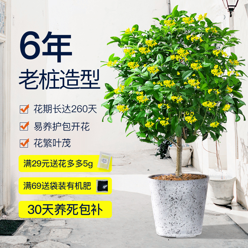 桂花盆栽植物室内外花卉金桂盆栽四季桂花盆景月月桂庭院开花不断 鲜花速递/花卉仿真/绿植园艺 时令草本花卉 原图主图