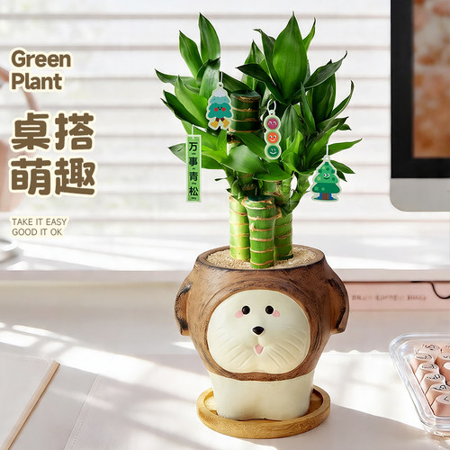富贵竹盆栽办公室桌面绿植工位净化空气情绪稳定植物懒人好养送礼