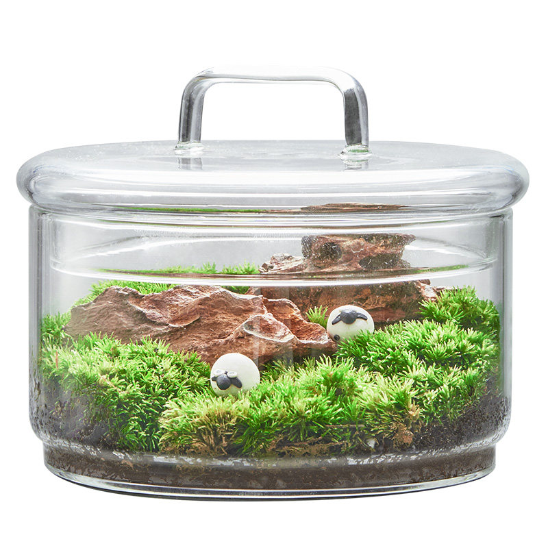 苔藓微景观盆栽生态玻璃瓶u奇趣创意DIY植物小盆景桌面好养绿植