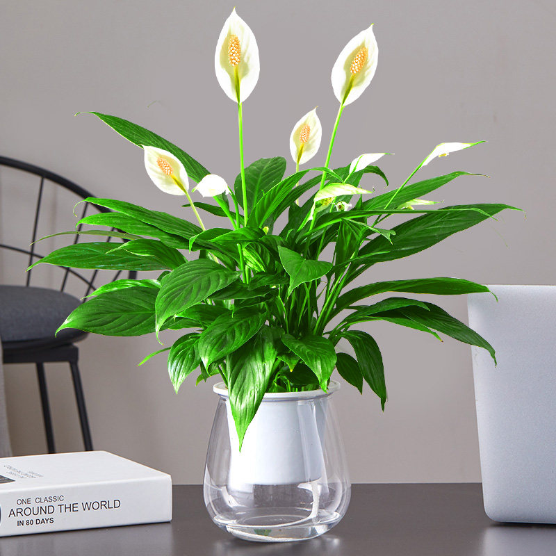 白掌盆栽一帆风顺植物办公室内桌面大盆花卉客厅好养绿植四季开花