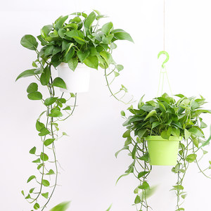 【水养植物绿萝图片】水养植物绿萝图片大全