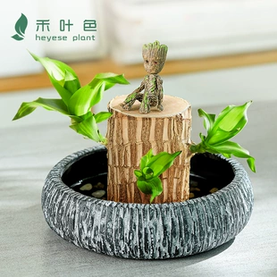 巴西木盆栽格鲁特幸运木带叶芽发货水养水培植物四季 开花绿植摆件