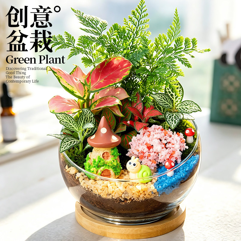 苔藓微景观小盆栽办公室桌面绿植工位摆件造景植物生态瓶礼品礼物