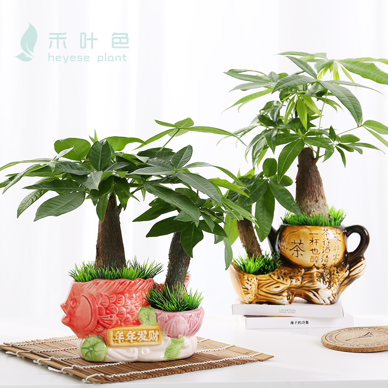 發財樹盆栽小盆景客廳辦公室內搖錢水培植物花卉招財凈化空氣綠植