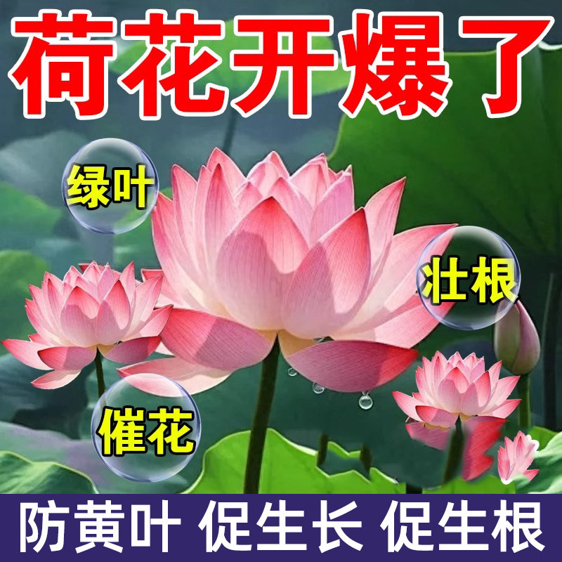 睡莲碗莲肥料专用水溶肥碗 莲花营养液水培水养植物荷花莲藕花肥
