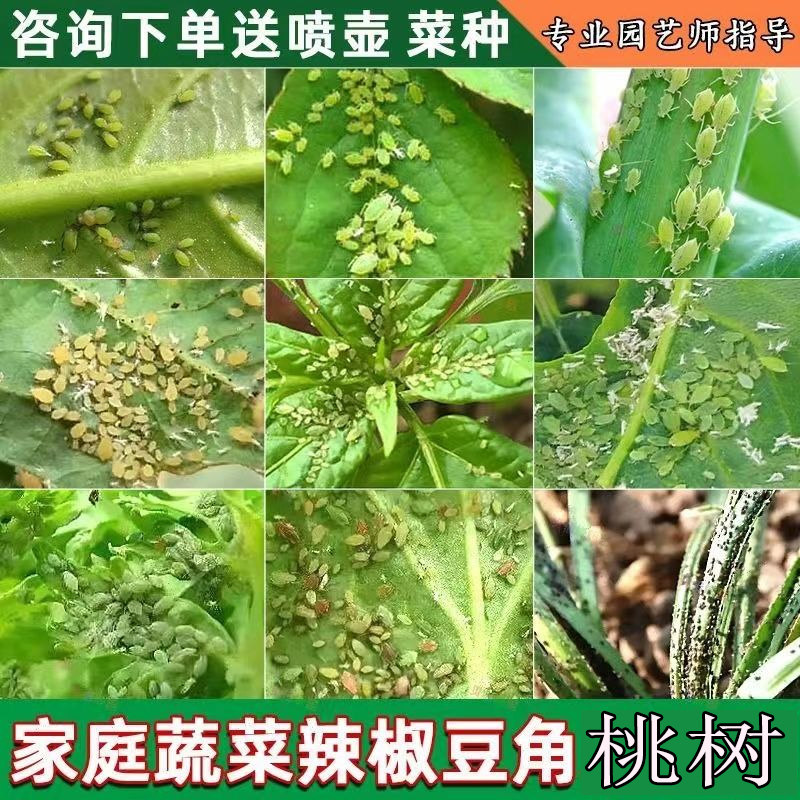 豆角蚜虫杀虫剂腻虫花卉果树辣椒黄瓜番茄油虫密虫蜜虫除打虫药剂