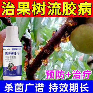 桃树流胶病专用药缩叶病流胶穿孔一喷净桃树流胶病专用药