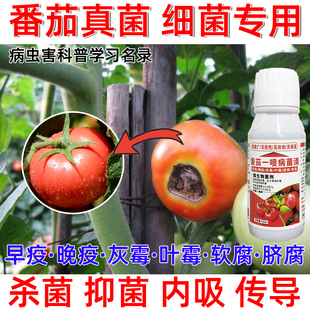 番茄病专用番茄早晚疫病番茄灰霉病青枯病番茄预防治疗番茄病菌清