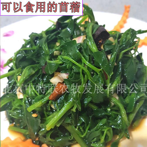 进口食用芽菜苗紫花苜蓿草籽种牧草种子籽养殖四季苜蓿芽食用芽苗