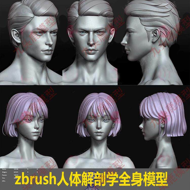 zbrush人体解剖学全身基础模型zb卡通动漫角色身体躯干模型maya