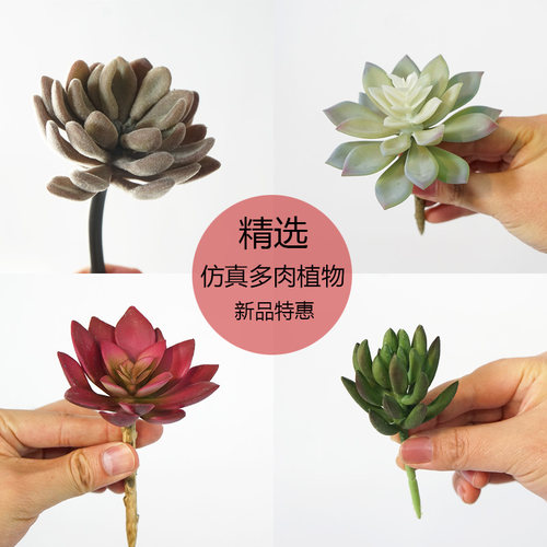 仿真多肉植物宝石莲植绒观音莲