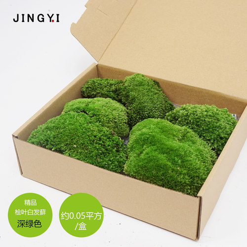 创意苔藓永生白发藓仿真绿植摆件