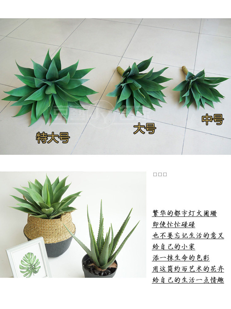 多肉剑麻虎皮兰剑龙舌兰花芦荟兰兰绿植大号花菠萝