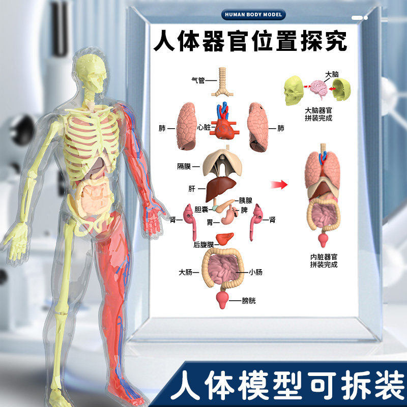 人体结构模型医学仿真器官脏解剖3d生物医学可拆卸拼装肌肉玩具