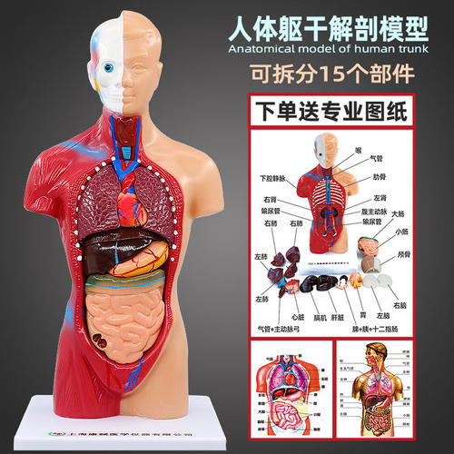 人体结构模型儿童玩具解剖全身内脏大脑心脏躯干模特教学拆卸拼图