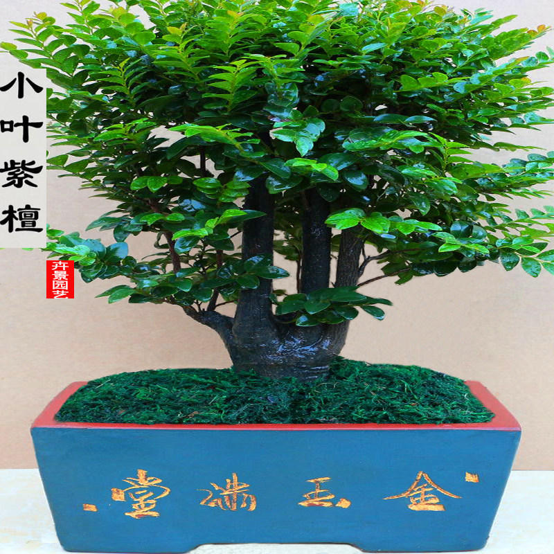 名贵小叶紫檀盆景室内紫檀木树桩盆栽花卉植物客厅桌面绿植