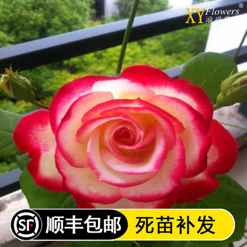 摩洛哥蔷薇月季花苗