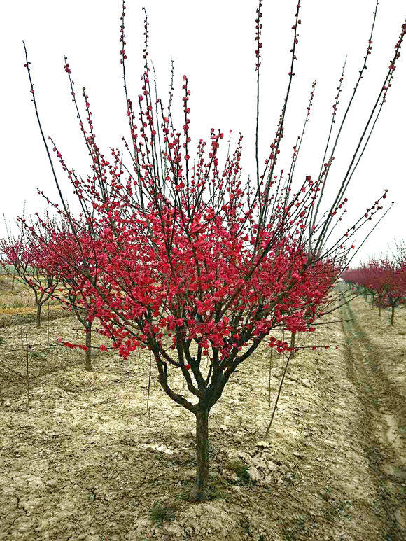 红梅花树苗盆栽老桩庭院耐寒冬季开花卉植物浓香高原生杆骨里红梅