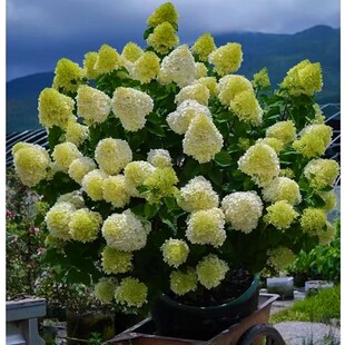 植物花卉苗室外盆栽木本耐热庭院超别墅灯花镜耐寒绣球花圆锥石灰