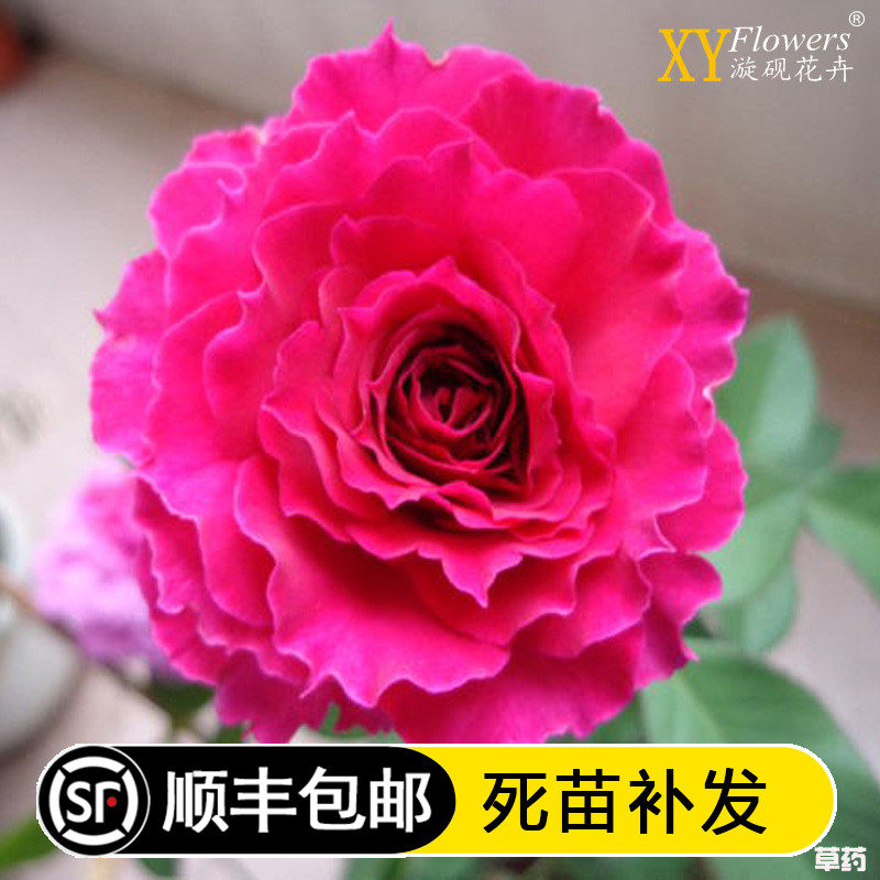 漩砚花卉 欧月草药月季大花微月波浪边勤花丰花盆栽玫瑰绿植阳台