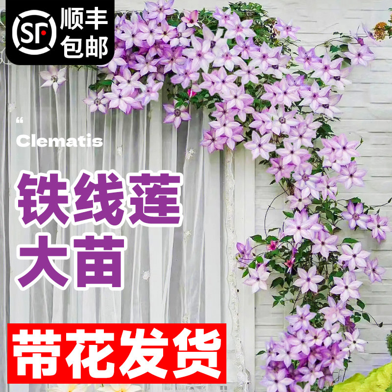 铁线莲花苗盆栽花卉植物攀援藤乌托邦大苗阳台爬四季银币庭院花柱