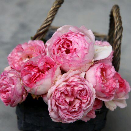 伊芙贵族香水月季花苗大苗大花浓香阳台庭院勤花品种卉植物香气浓