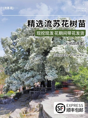 盆栽桂花树梦幻风景雪流苏