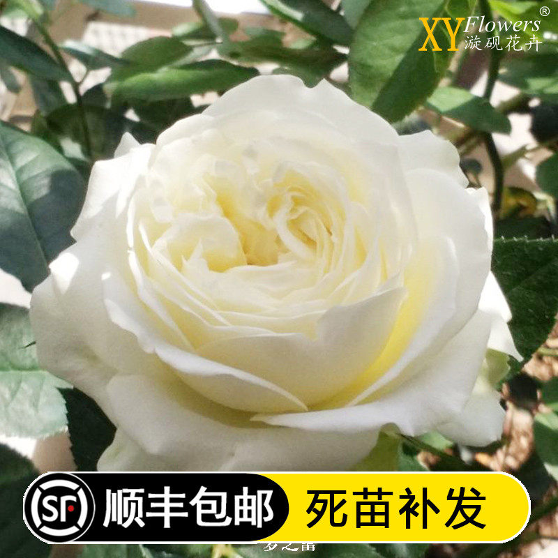 新品灌木月季 梦之蕾月季花苗灌木切花盆栽或地栽恩施浓香月季苗