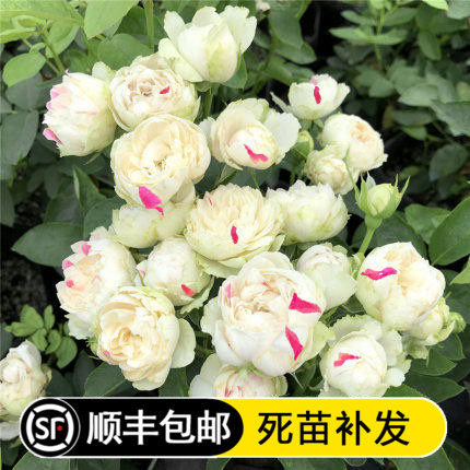 白桃草莓冻糕月季花苗玫瑰花苗四季开花多头勤花庭院阳台盆栽花卉