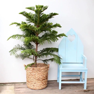 圣诞树盆栽 南洋松小苗南洋杉树苗 花卉盆景盆栽四季常青