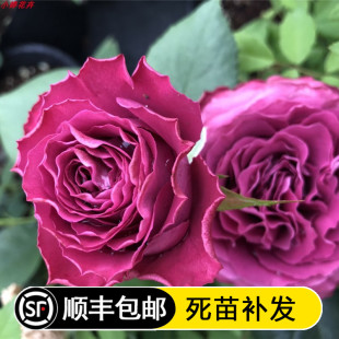欧月浓香家庭院切花玫瑰月季苗珍贵时刻紫色舞裙抗病阳台盆栽月季