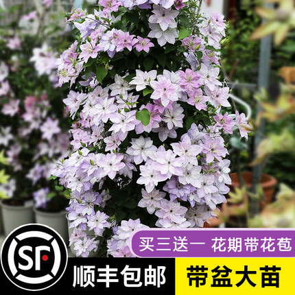 铁线莲大苗盆栽爬藤植物乌托邦重瓣大花藤本户外花卉植物庭院拱门
