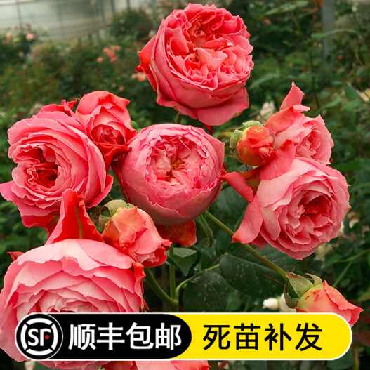 漩砚花卉 夏日花火 月季花盆栽多季灌木包子阳台庭院植物花卉
